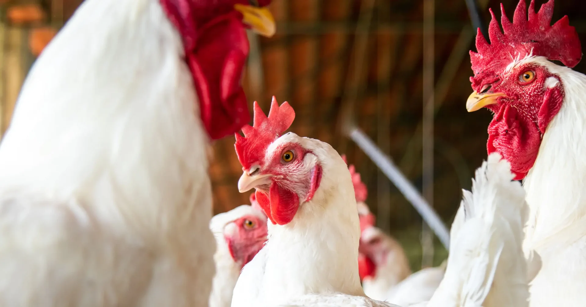 How Boehringer Ingelheim Is Addressing the Threat of Avian Influenza